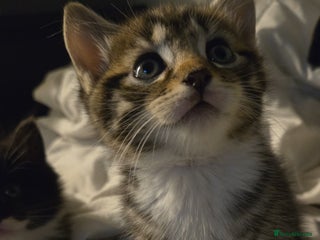 Mixed Breed cats - Advert 13