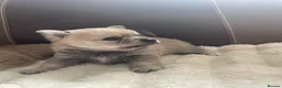 Pomchi dogs for sale: Pomchi puppies - Advert 22