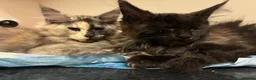 Maine Coon cats for sale: Purebred Maine Coon Kittens in Lisburn - Advert 18