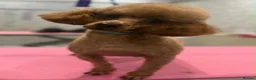 Shihpoo dogs for sale: 🖤🩶Stunning Shihpoo Puppies READY NOW🖤🩶 - Advert 13