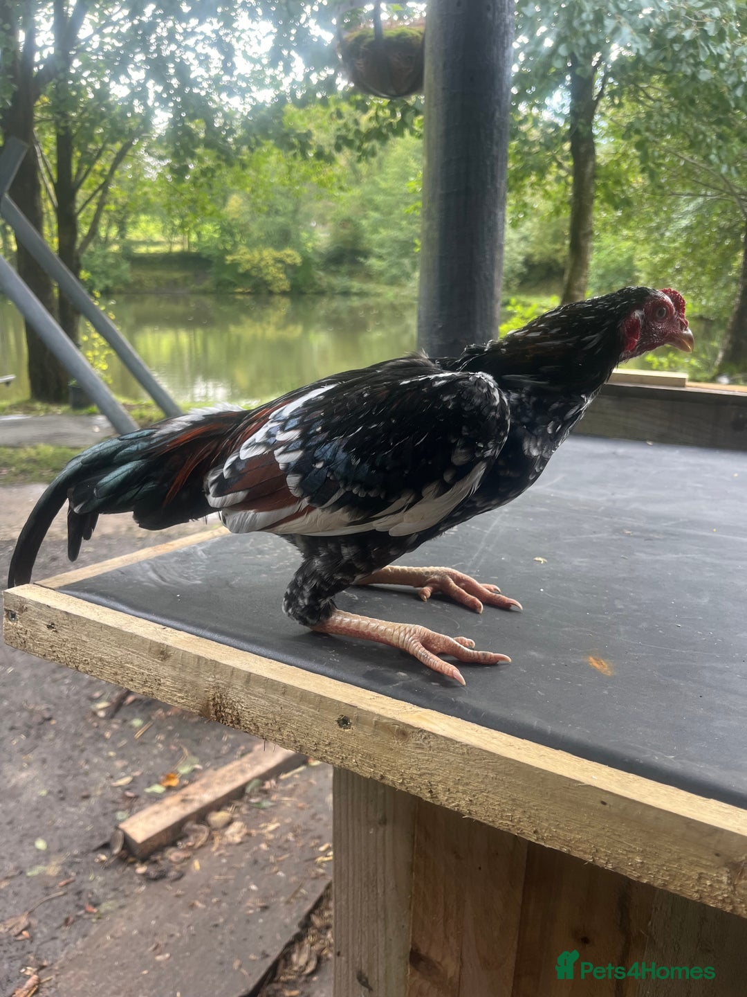Mixed Breed livestock for sale: Bantam aseels  - Image 1