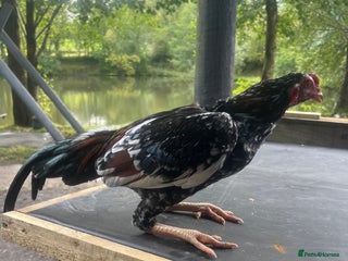 Mixed Breed livestock - Advert 11