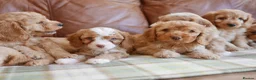 Cavapoo dogs for sale: Stunning Health Tested F1b Miniature Cavapoos - Advert 4