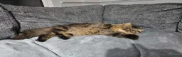 Persian cats for sale: CH Teddy Persian - Amazing cat - Advert 4