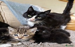 Mixed Breed cats for sale: 5 gorgeous kittens available  - Image 10
