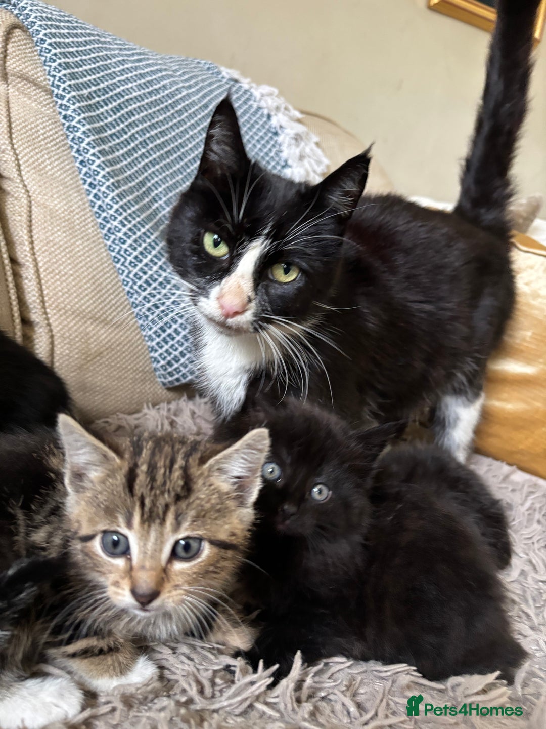Mixed Breed cats for sale: 5 gorgeous kittens available  - Image 10