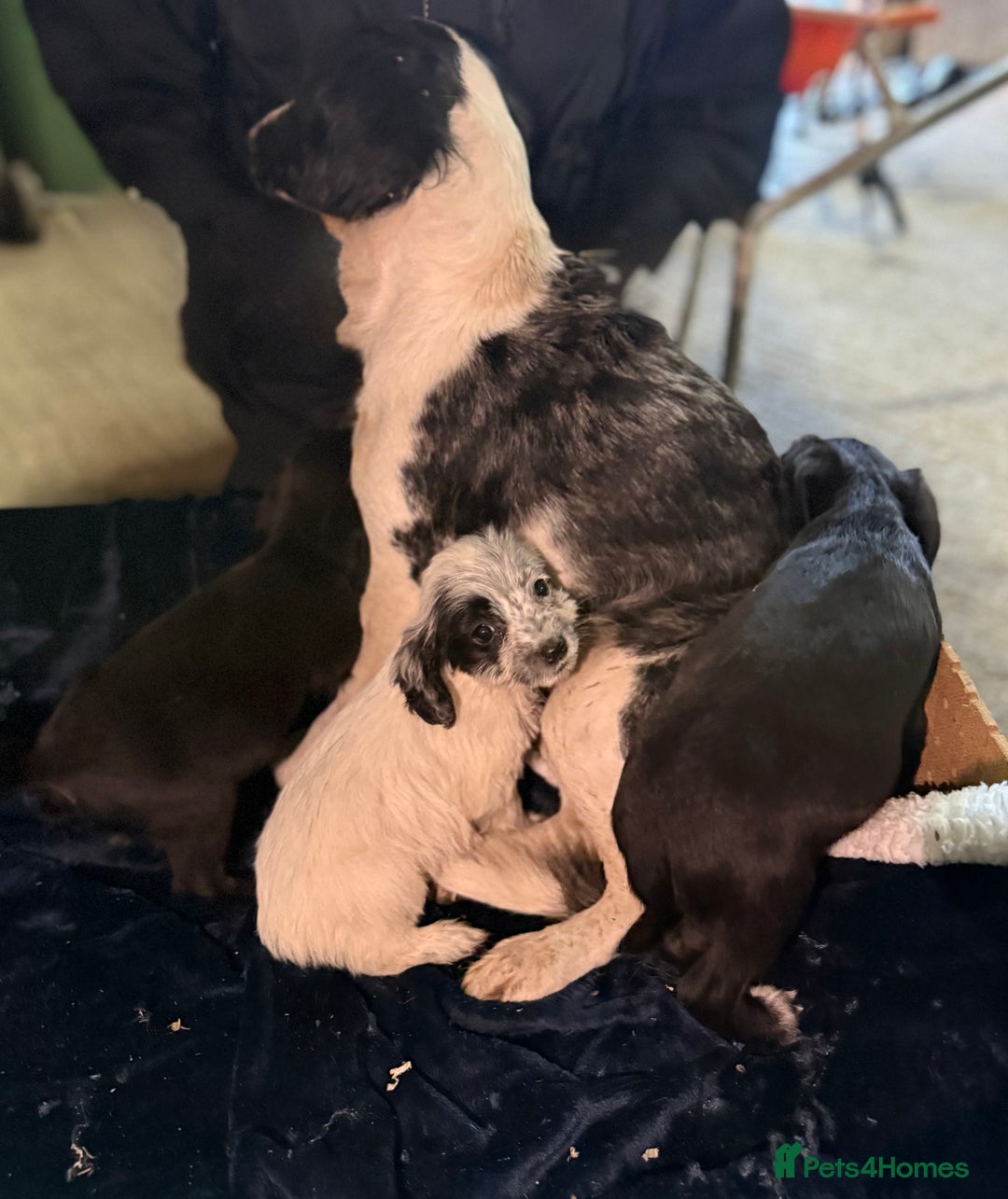 Mixed Breed dogs for sale: 3/4 spaniels 1/4 jack Russel puppy’s 🩷 - Image 29