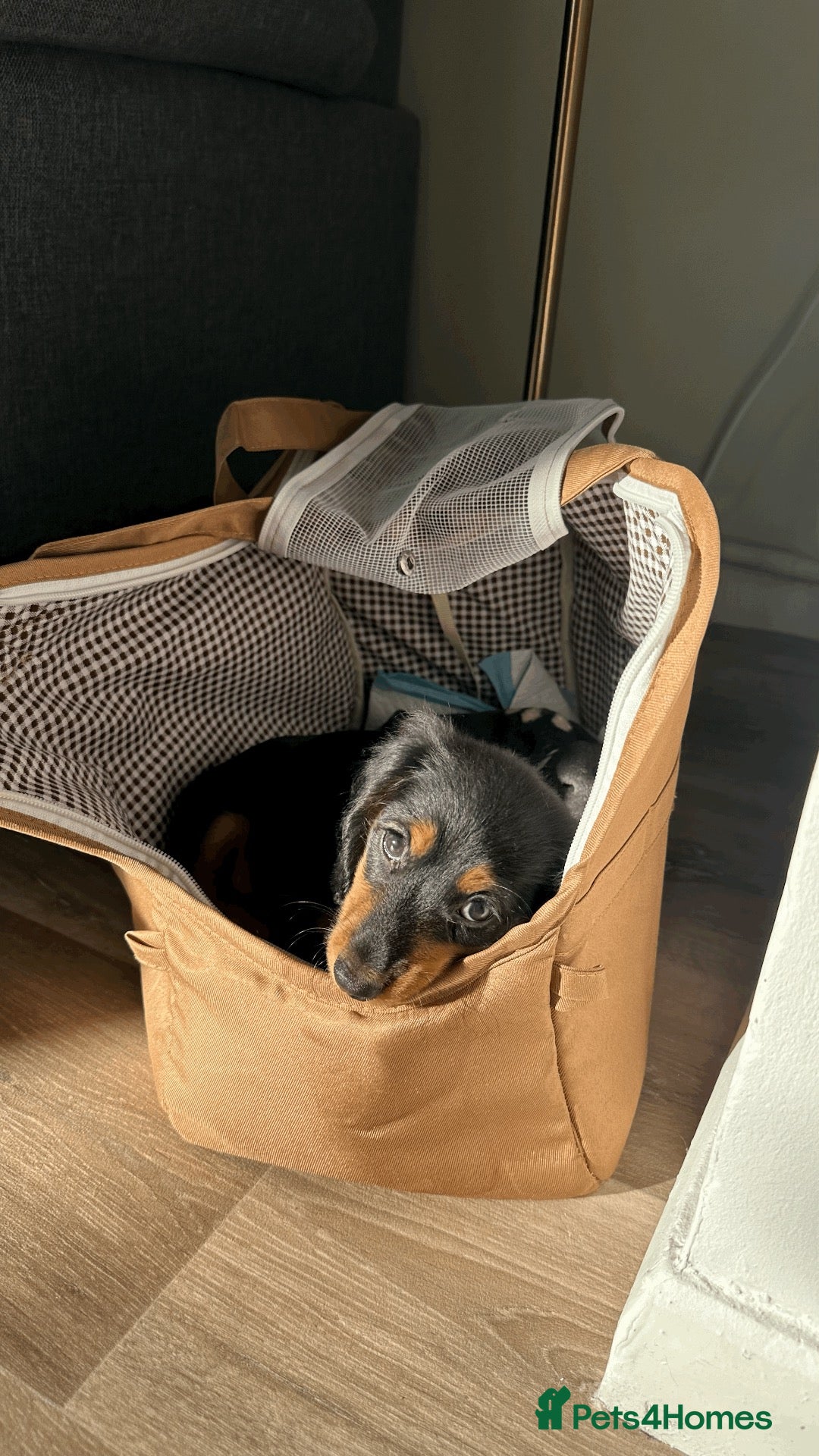 Dachshund dogs Beautiful Long-Haired Dachshund puppy for rehoming - Advert 2