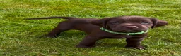 Cockerdor dogs for sale: Working Cockador Pups chocolate black white  - Advert 4