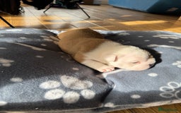 English Bulldog dogs for sale: English bulldog pups available 1/12/25 - Image 9