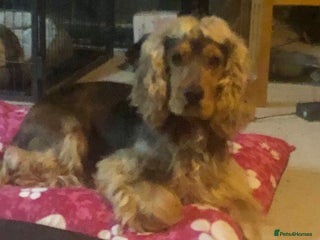 Cocker Spaniel dogs in Ormskirk - Advert 1