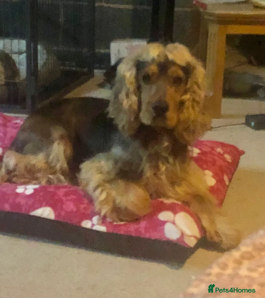 Cocker Spaniel dogs for stud: stunning sable cocker spaniel stud in Ormskirk - Advert 3
