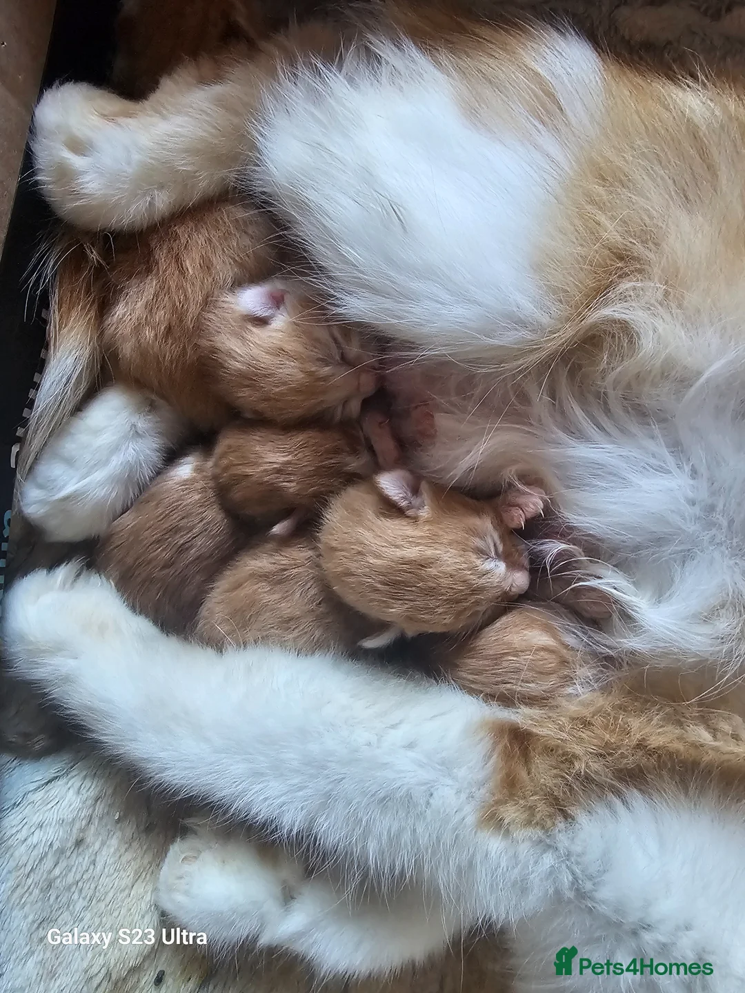 Mixed Breed cats for sale: 5 beautiful ginger babies - Advert 2