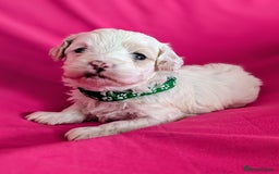 Maltipoo dogs for sale: Beautiful Toy Maltipoo Puppies - Advert 3