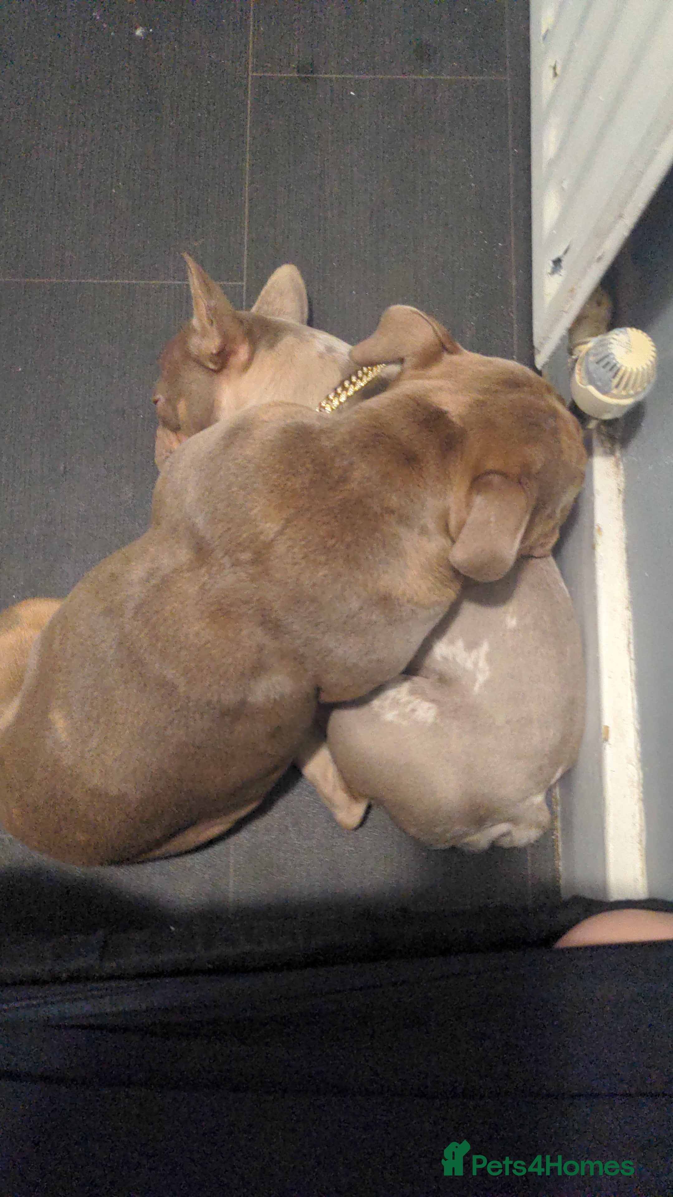 Olde English Bulldogge dogs  GEORGE Old English bulldog 16 month old - Advert 1