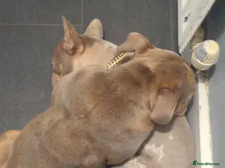 Olde English Bulldogge dogs GEORGE Old English bulldog 16 month old - Advert 1