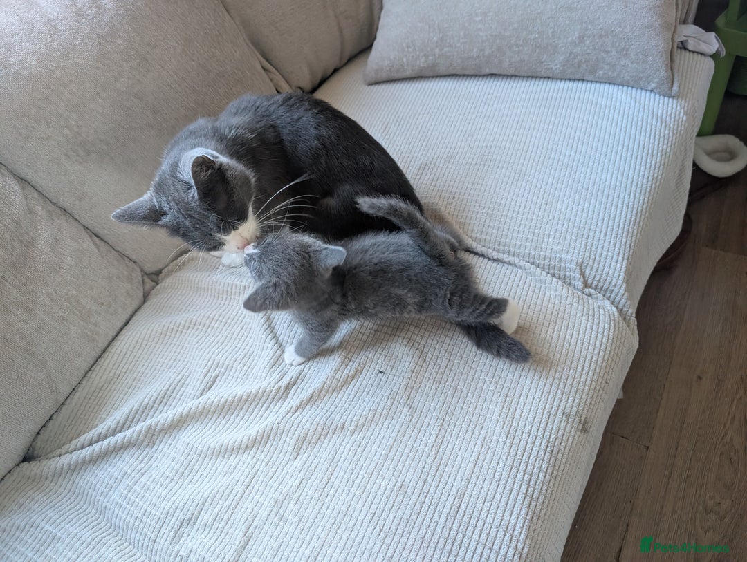Mixed Breed cats for sale: Last grey kitten  - Image 4