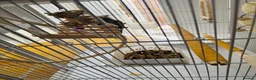 Cockatiels birds for sale: Male cockatiel with cage  - Advert 5