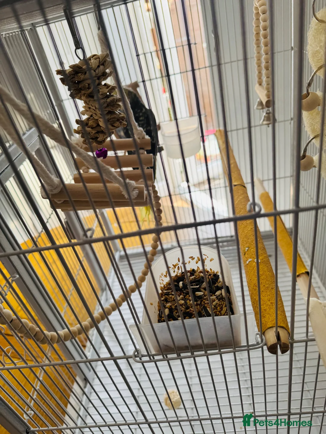 Cockatiels birds for sale: Male cockatiel with cage  - Advert 5