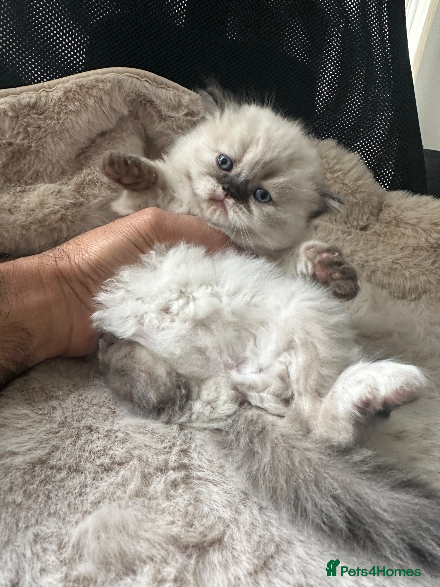 Persian cats Pedigree Persian Himalayan Kittens - Advert 2