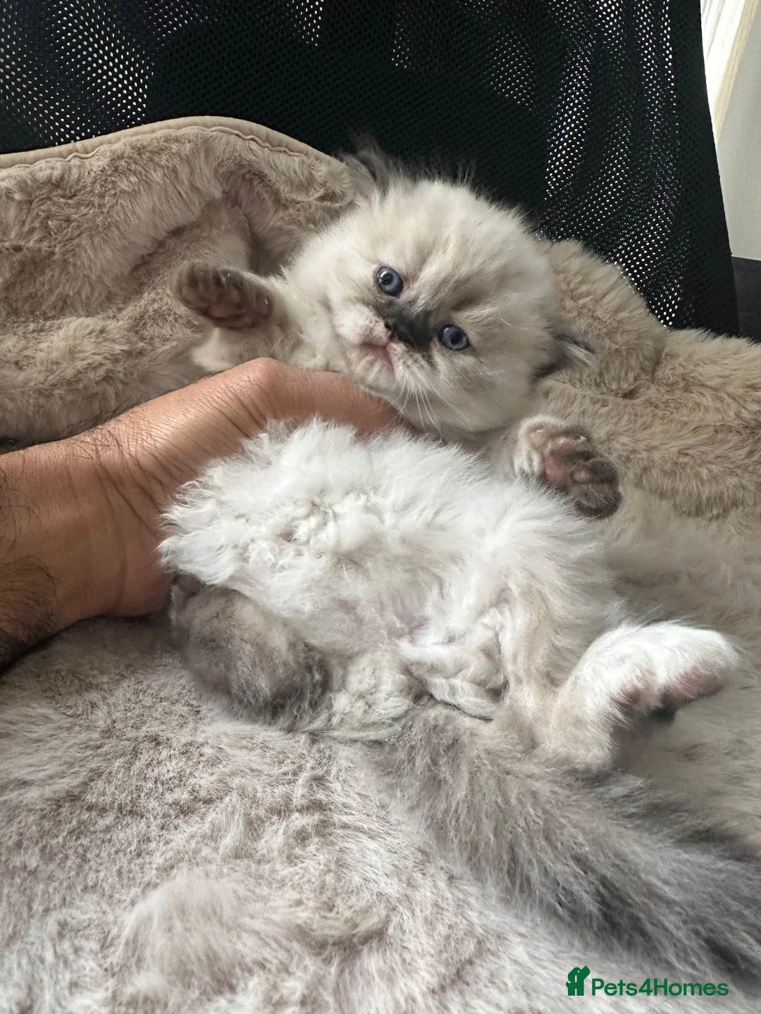 Persian cats for sale: Pedigree Persian Himalayan Kittens - Advert 2