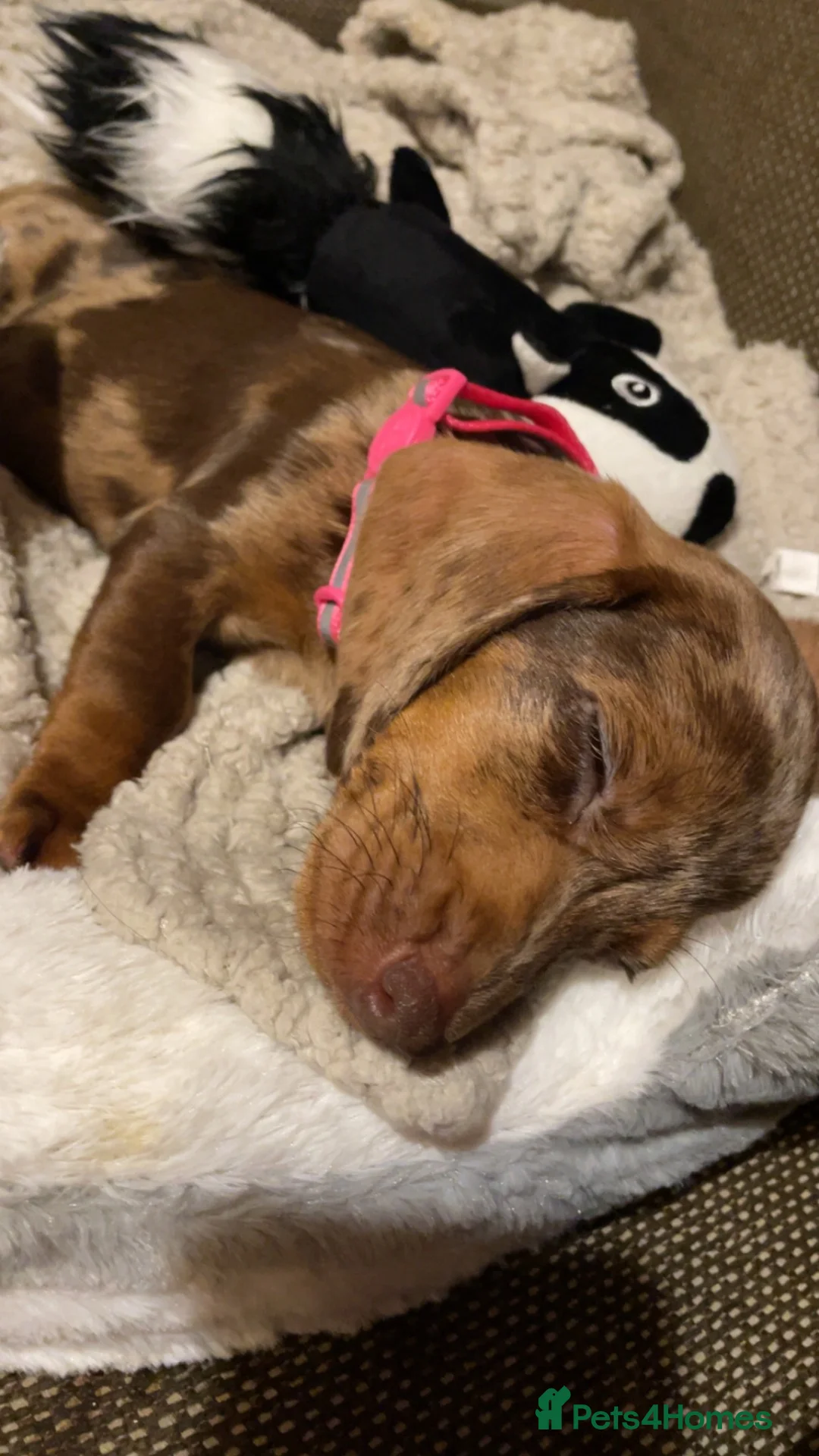 Dachshund dogs for sale: Winnie- Female dachshund puppy - Advert 2