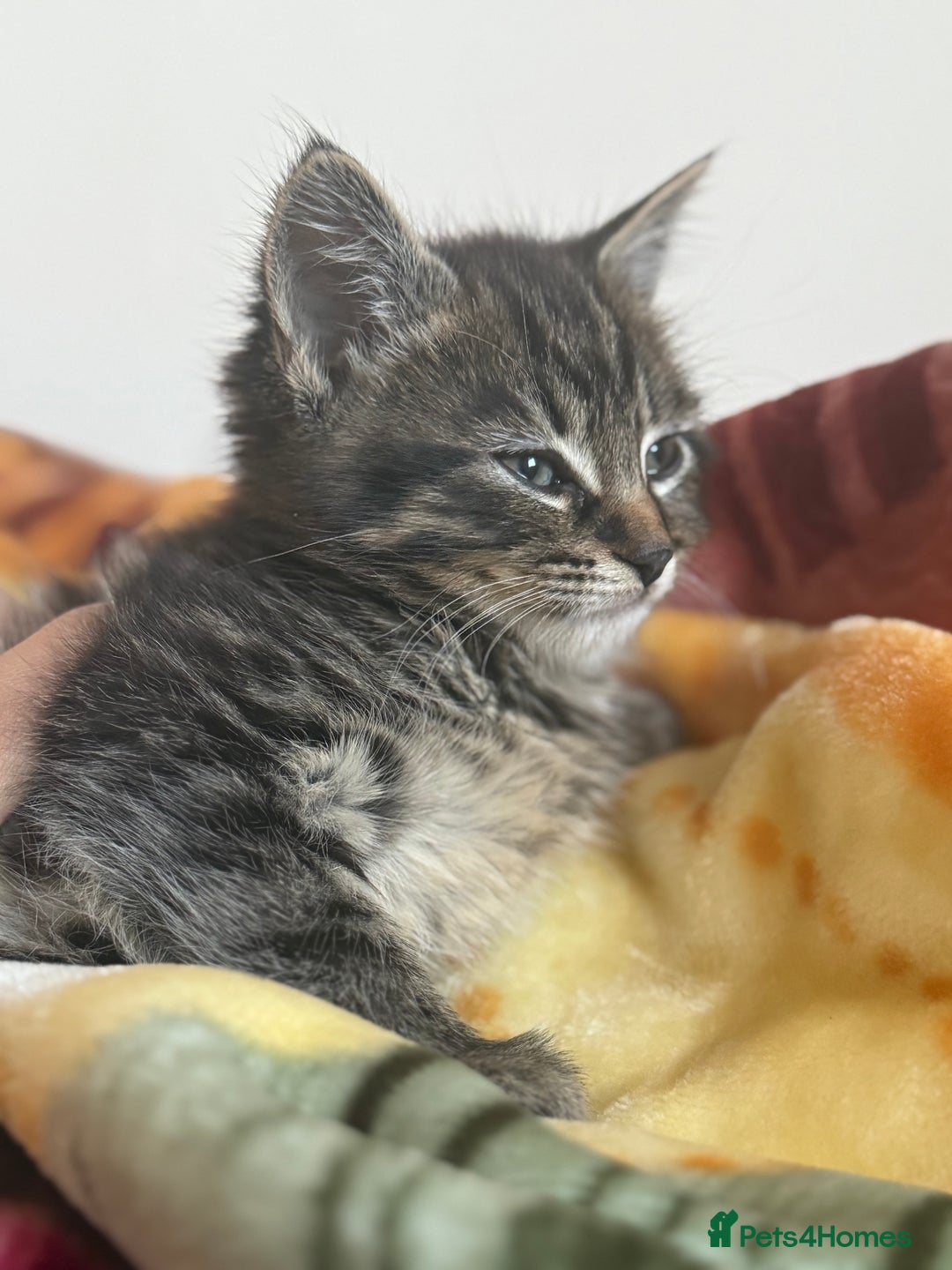 Mixed Breed cats for sale: Beautiful male tabby 😍 - Advert 4