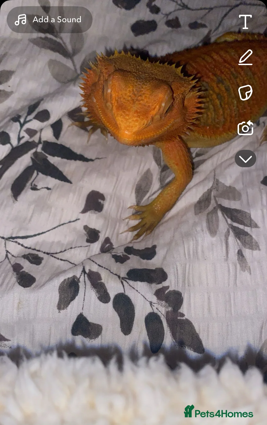 Bearded Dragon reptiles for sale: Red bearded dragon  in Wrexham - Advert 1