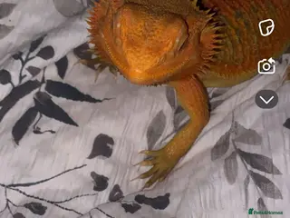 Bearded Dragon reptiles Red bearded dragon - Advert 1