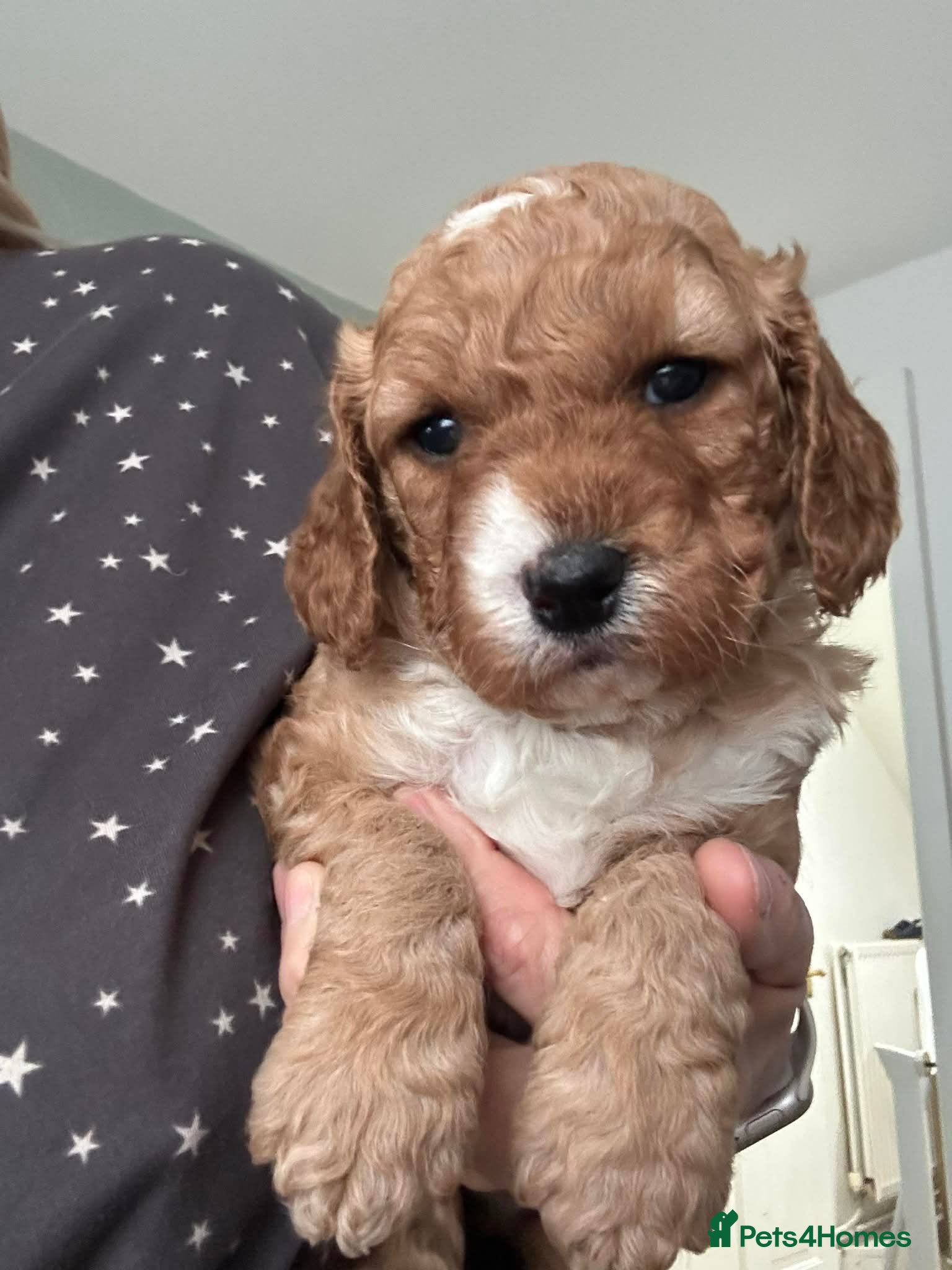 Cavapoo dogs Gorgeous health tested cavapoo puppies  - Advert 14