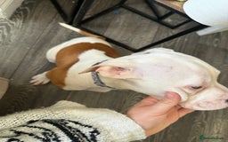 American Bulldog dogs for sale: American bulldogs  - Image 7