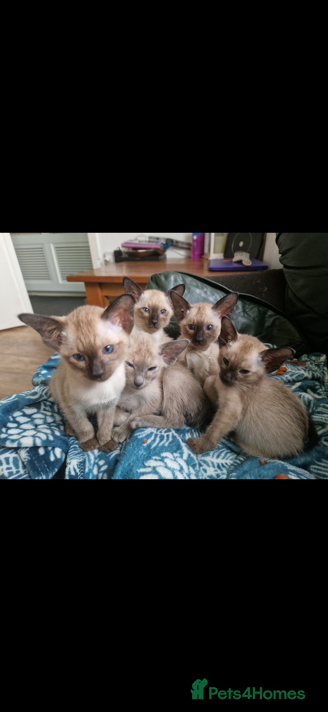 Siamese cats for sale: Siamese kittens  - Image 3