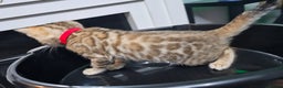 Bengal cats for sale: ✨️Stunning Bengal Babies-Exotic, Playful & Loving - Advert 21