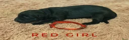 German Shepherd dogs for sale: Fully Health Tested, KC registered GSD puppies due - Advert 30