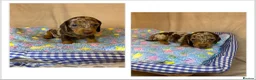Miniature Dachshund dogs for sale: KC Registered Miniature Dachshund Puppies in Wolverhampton - Advert 4