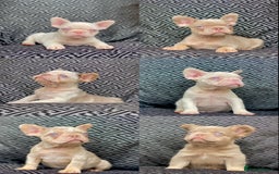 French Bulldog dogs for sale: Unique Pink/Fluffy French bulldogs READY - Image 1