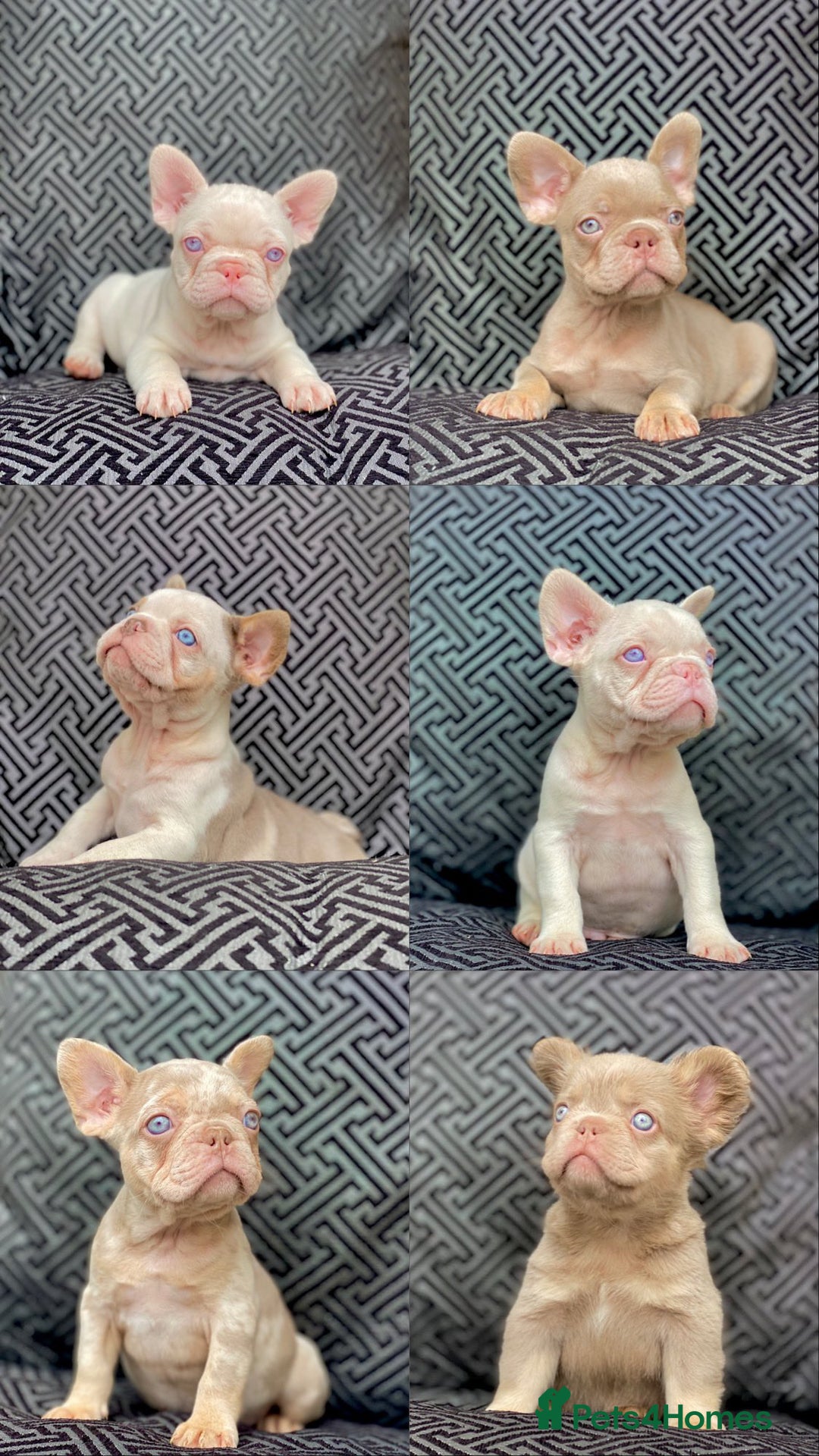 French Bulldog dogs for sale: Unique Pink/Fluffy French bulldogs READY - Image 1