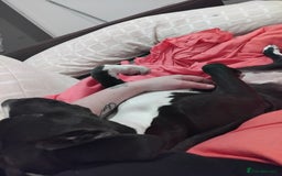 Mixed Breed dogs for sale: Beautiful little girl - Advert 9