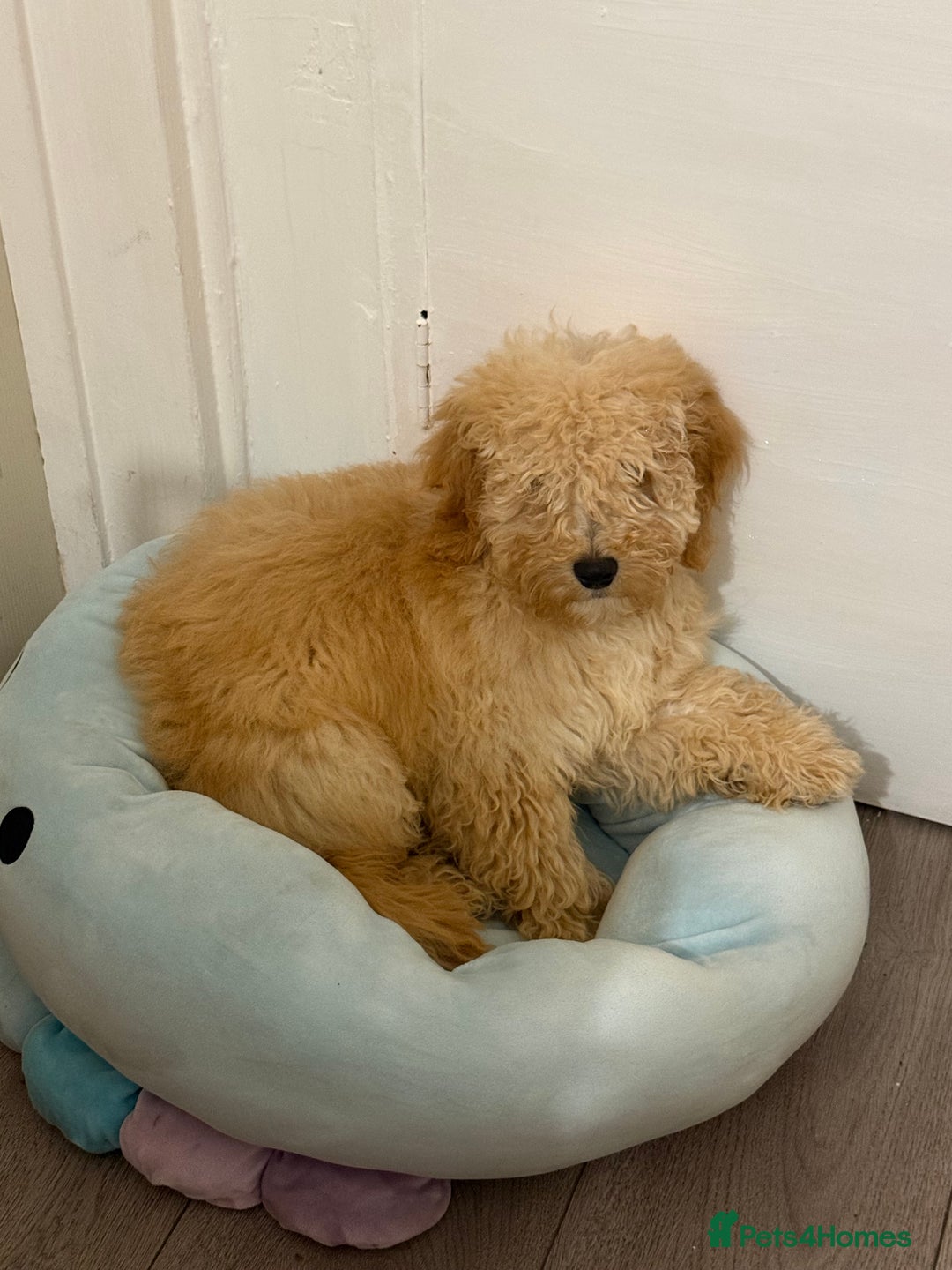 Cockapoo dogs for sale: Cockapoo - Image 1