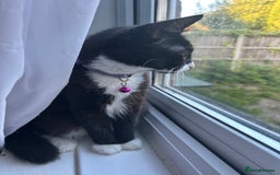 Mixed Breed cats for sale: Female kitten looking for home - Image 9