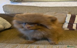 Pomeranian dogs for sale: KC Registered Russian Blood Line Pomeranian pups in Tipton - Image 28