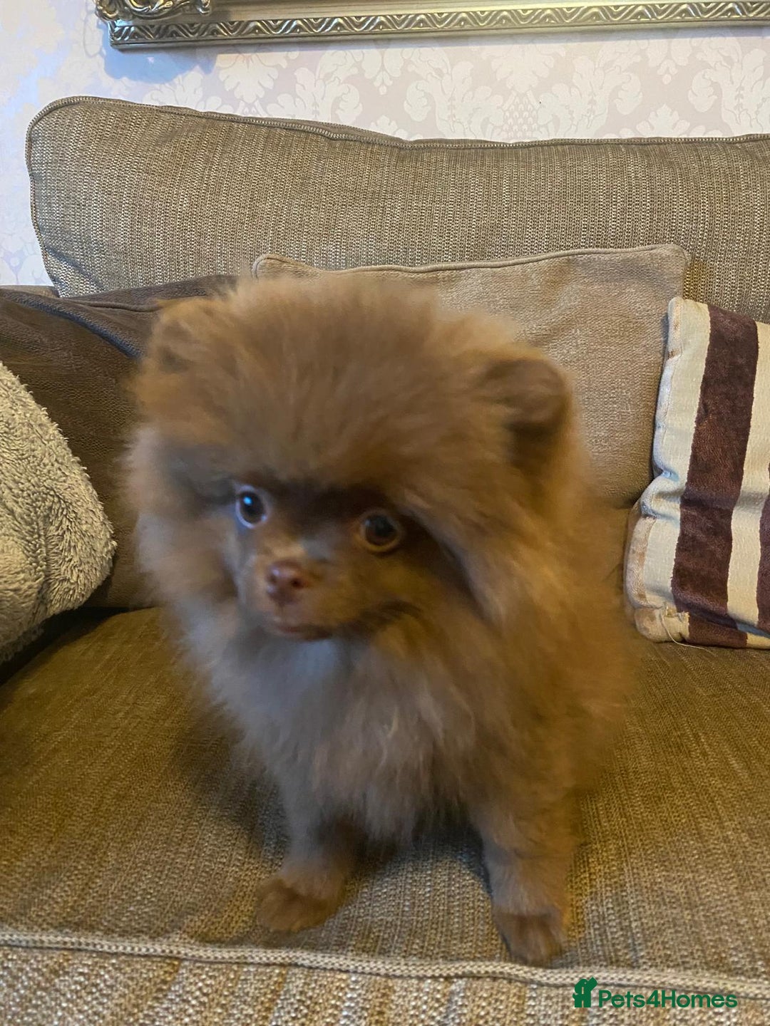 Pomeranian dogs for sale: KC Registered Russian Blood Line Pomeranian pups in Tipton - Image 28