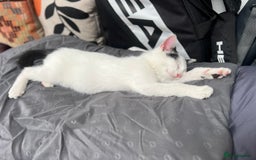 Mixed Breed cats for sale: Loving home only for a tiny happy boy - Image 11
