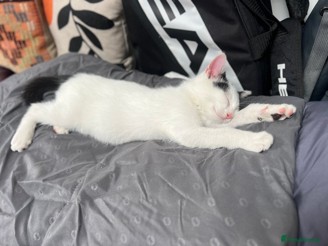 Mixed Breed cats for sale: Loving home only for a tiny happy boy - Image 11