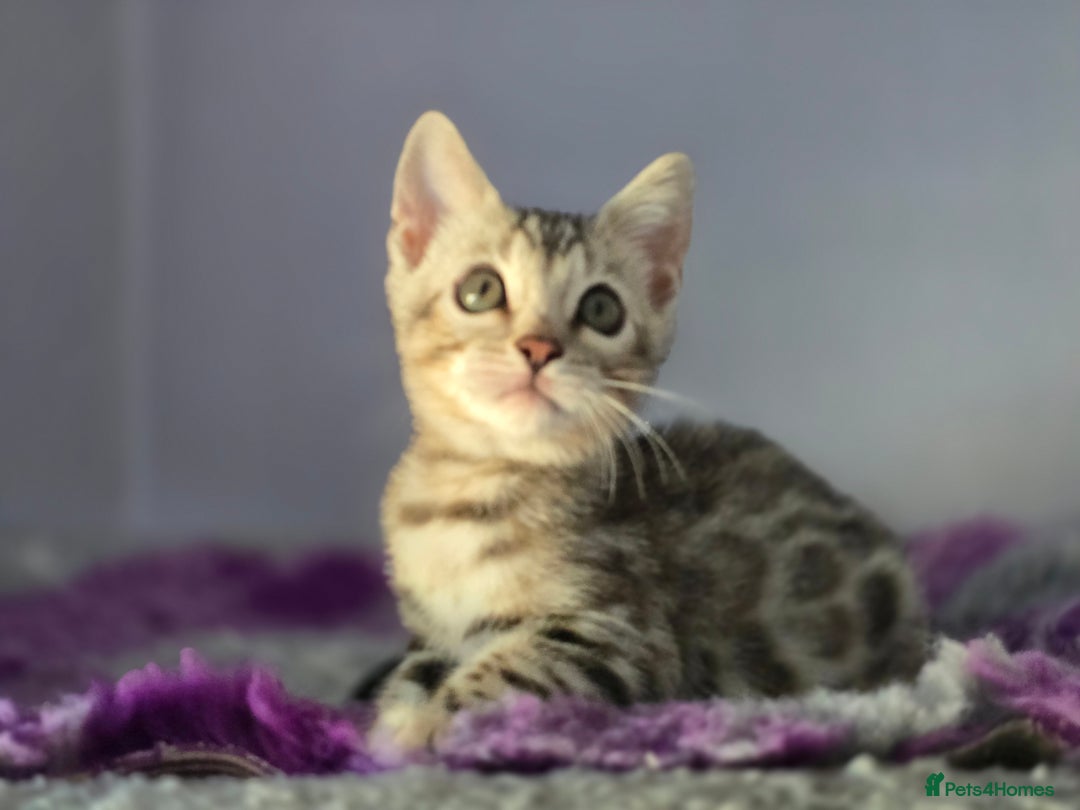 Bengal cats for sale: TICA Champion Bengal Kittens  - Image 11
