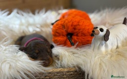 Miniature Dachshund dogs for sale: Beautiful Chocolate & Tan miniature dachshunds  - Image 4