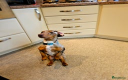 Dachshund dogs for stud: Dapple Daschund Male - Image 7