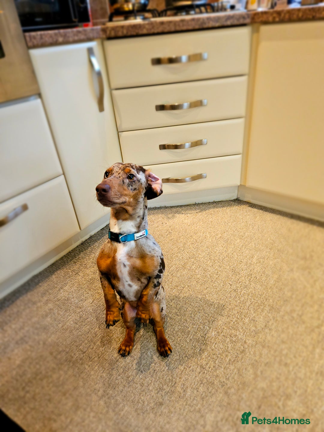 Dachshund dogs for stud: Dapple Daschund Male - Image 7