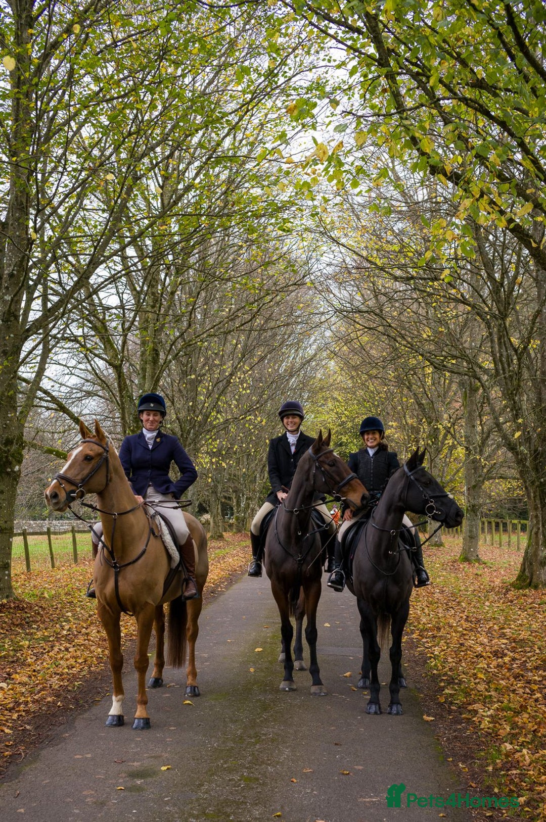 English Thoroughbred horses for sale: Smart hunter for sale - perfect mother/daughter - Image 12