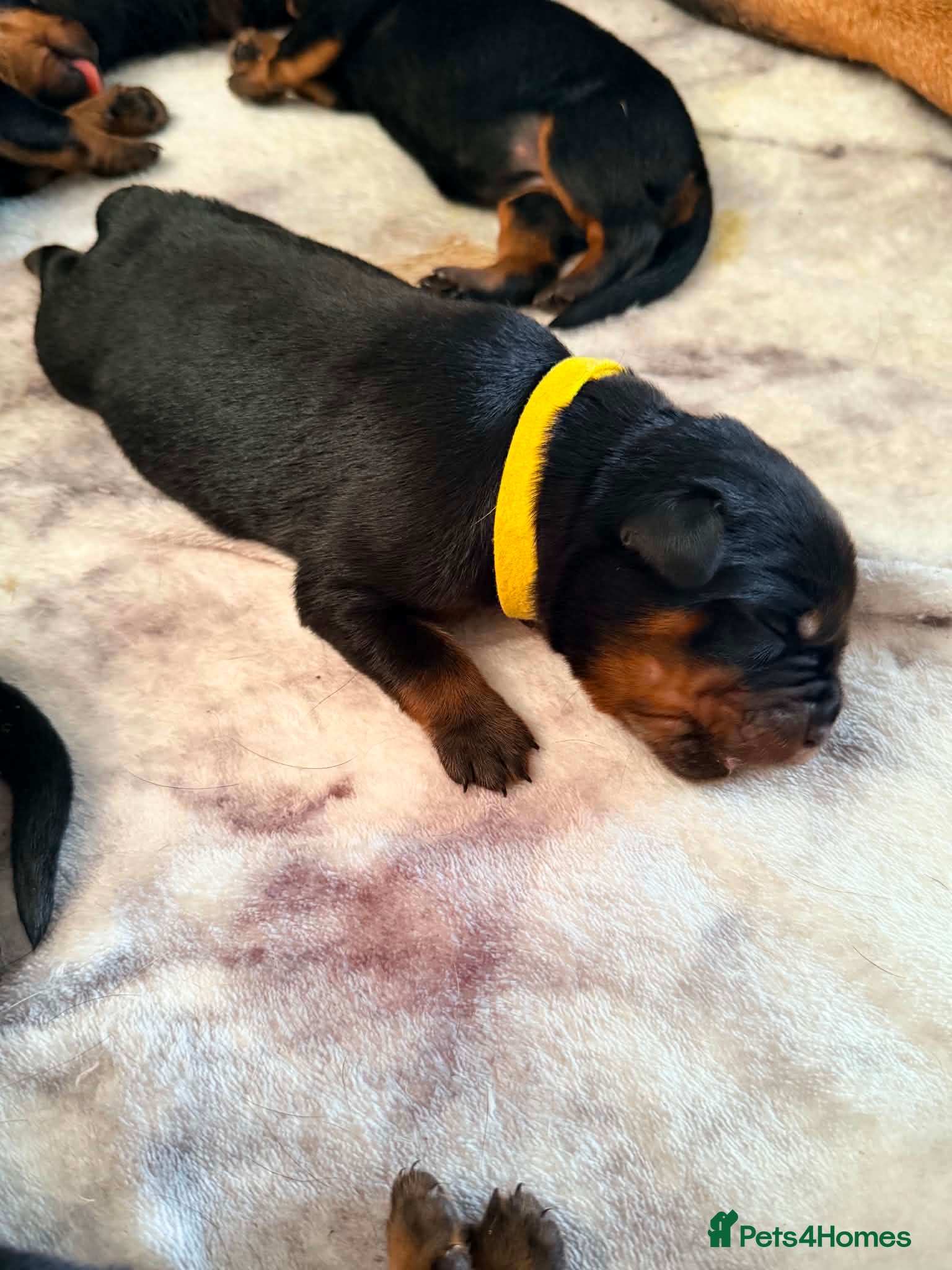 Rottweiler dogs KC Serbian Rottweilers champion winning bloodlines - Advert 2